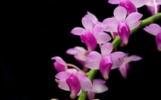 Картинка орхидея, ветка, экзотика