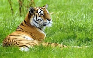 Картинка тигр, трава, лежать
