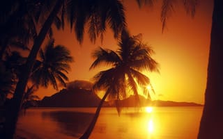 Картинка пальма, закат, очертания