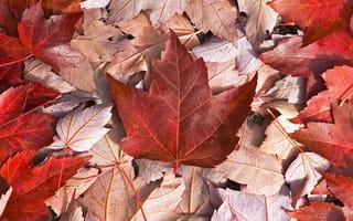 Обои канада, флаг, листья