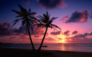Картинка пальмы, пара, закат