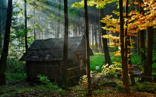 Картинка лес, домик, осень