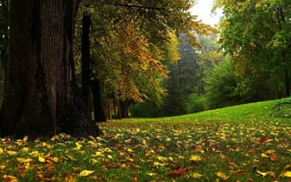 Картинка поляна, дерево, листопад