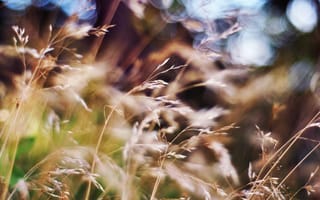 Картинка колосья, размытие, поле