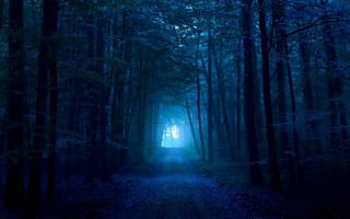 Картинка лес, мрачный, свет