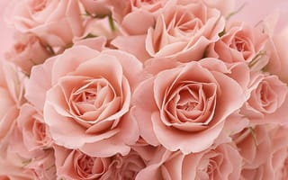 Картинка розы, чайные, цветы