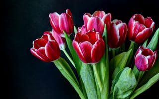 Картинка тюльпаны, цветы, двухцветные