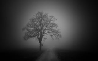 Картинка дерево, дорога, туман