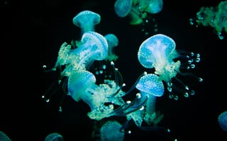 Картинка медузы, щупальца, свечение