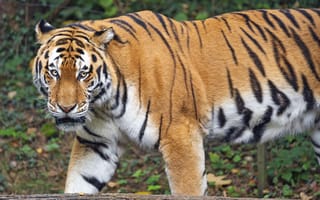 Картинка тигр, взгляд, хищник