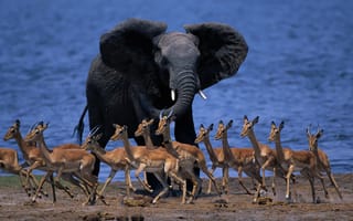 Картинка животный мир африки, слон, дукеры