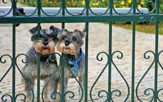 Картинка цвергшнауцер, собаки, забор