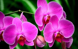 Картинка орхидея, цветок, ветка