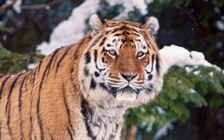 Обои тигр, морда, снег