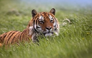 Обои тигр, трава, морда