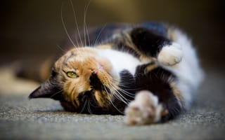 Картинка кот, пятнистый, лежать