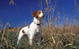 Картинка собака, ошейник, трава
