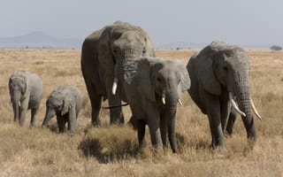 Обои слоны, прогулка, трава
