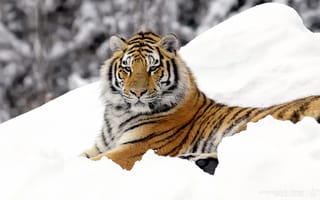 Картинка тигр, хищник, снег