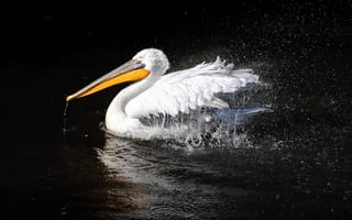 Картинка пеликан, птица, плавать