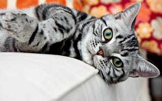 Картинка кот, морда, полосатый