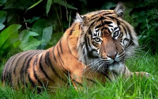 Картинка хищник, тигр, взгляд