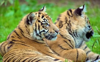 Картинка тигры, пара, детеныши