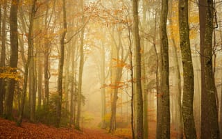 Картинка тропа, лес, туман