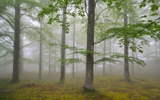 Обои лес, туман, весна