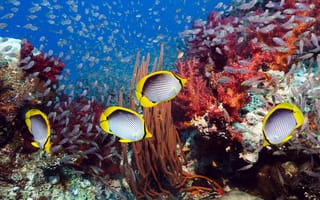 Обои подводный мир, рыбы, водоросли