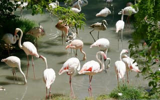 Картинка фламинго, множество, птицы