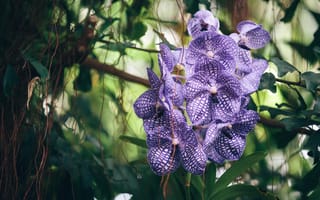 Картинка орхидея, фиолетовая, полосатая