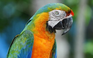 Картинка попугай, разноцветный, клюв