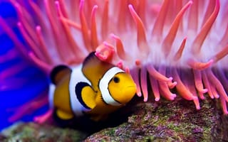 Картинка море, рыба-клоун, актиния