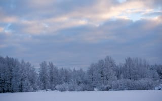 Картинка деревья, кусты, снег