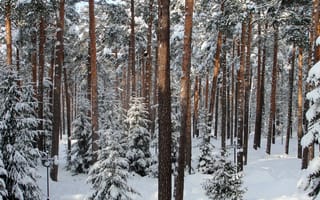 Картинка лес, деревья, зима