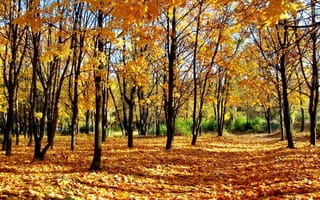 Картинка лес, осень, молодняк