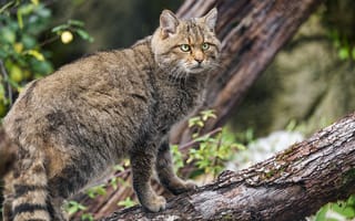 Картинка дикий лесной кот, животное, дикая природа