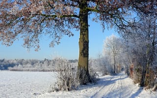 Картинка деревья, зима, дорога