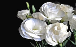 Картинка лизиантус рассела, цветы, белые