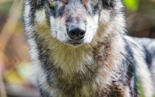 Картинка волк, животное, дикий