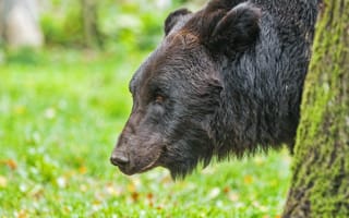 Картинка медведь, дерево, животное