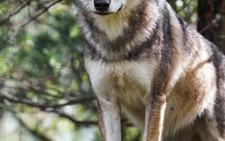 Картинка волк, животное, дикий