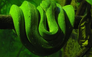 Картинка зеленая змея, ветка, лежать