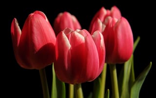Картинка тюльпаны, бутоны, весна