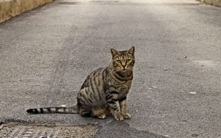 Картинка кот, тротуар, сидеть