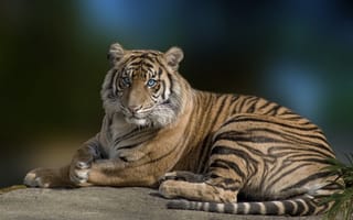 Картинка тигр, большая кошка, лежать