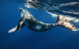 Картинка кит, плавать, под водой
