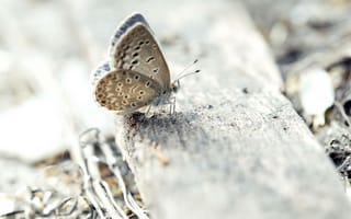 Картинка бабочка, поверхность, крылья
