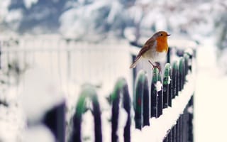 Картинка птица, снег, забор